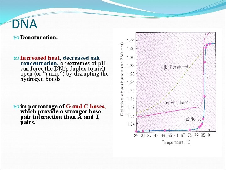 DNA Denaturation. Increased heat, decreased salt concentration, or extremes of p. H can force