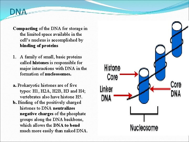 DNA Compacting of the DNA for storage in the limited space available in the