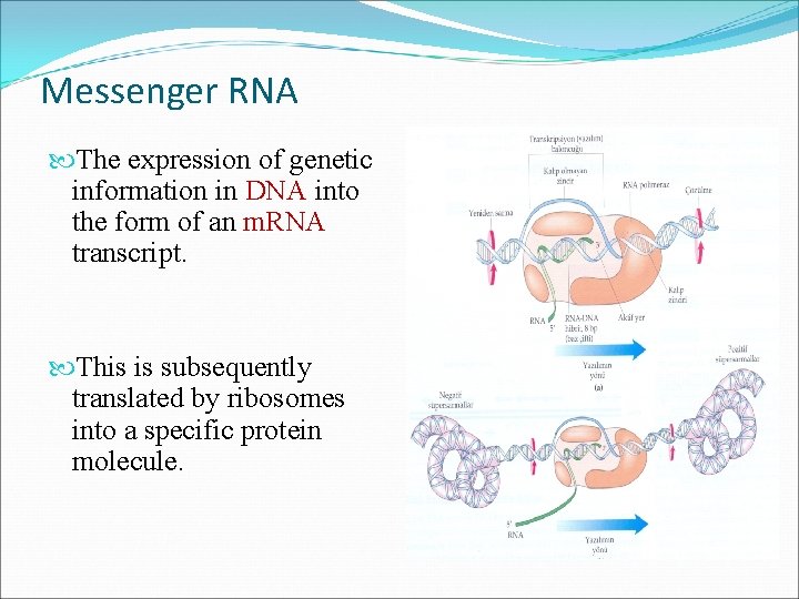 Messenger RNA The expression of genetic information in DNA into the form of an