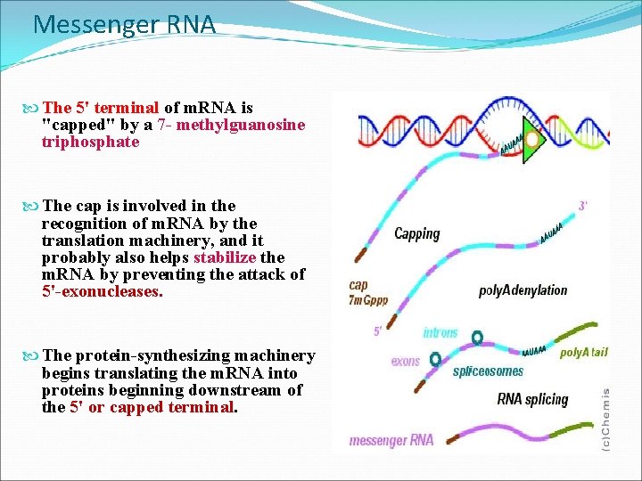 Messenger RNA The 5' terminal of m. RNA is "capped" by a 7 -