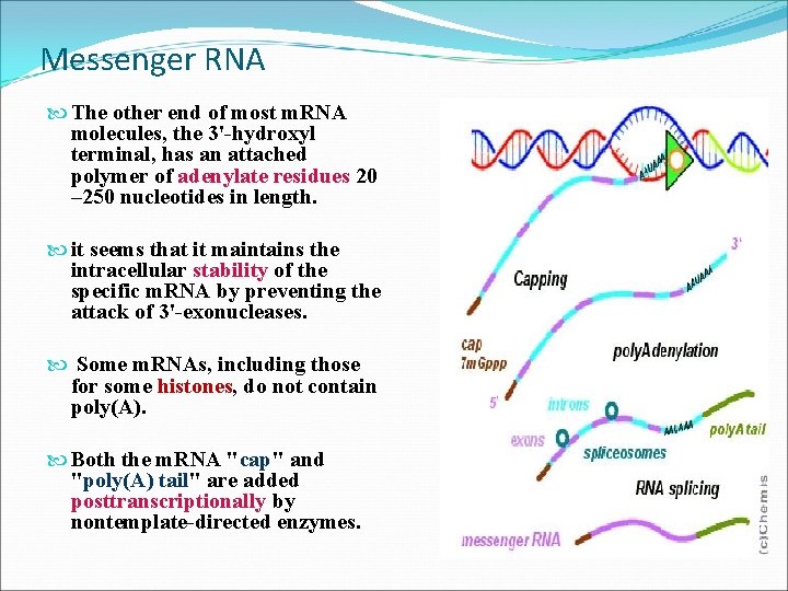 Messenger RNA The other end of most m. RNA molecules, the 3'-hydroxyl terminal, has