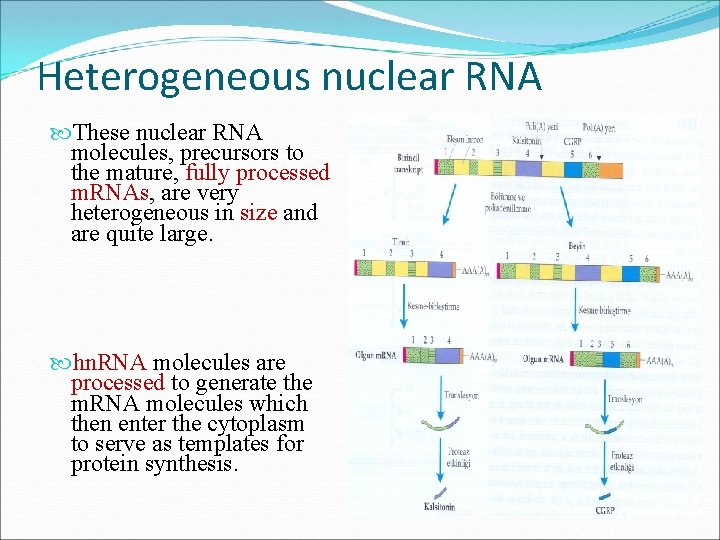 Heterogeneous nuclear RNA These nuclear RNA molecules, precursors to the mature, fully processed m.