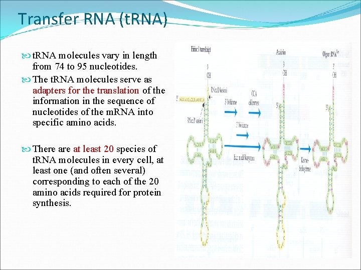 Transfer RNA (t. RNA) t. RNA molecules vary in length from 74 to 95