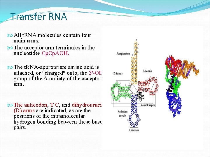Transfer RNA All t. RNA molecules contain four main arms. The acceptor arm terminates