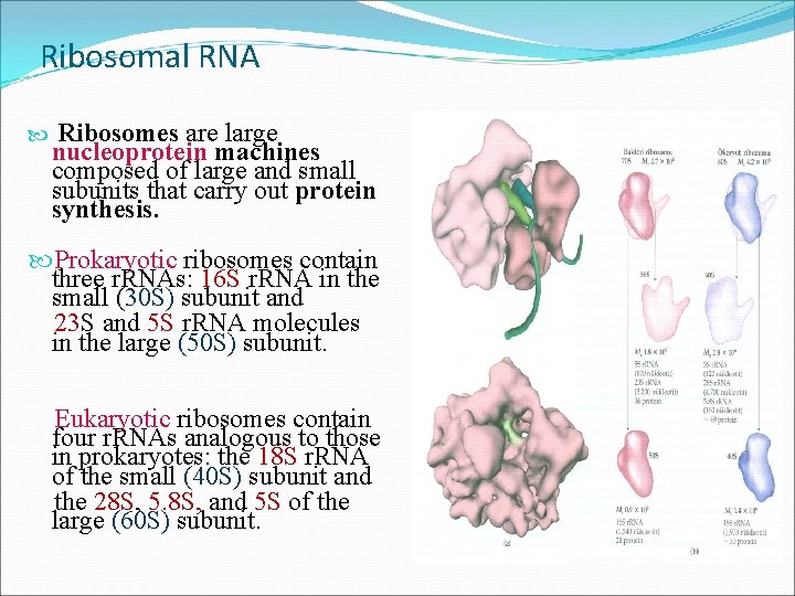 Ribosomal RNA Ribosomes are large nucleoprotein machines composed of large and small subunits that