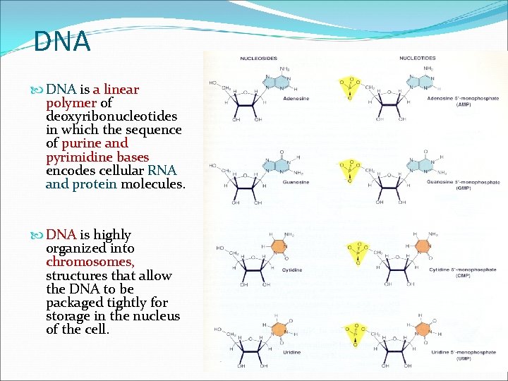 DNA is a linear polymer of deoxyribonucleotides in which the sequence of purine and