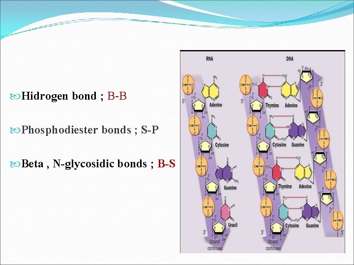  Hidrogen bond ; B-B Phosphodiester bonds ; S-P Beta , N-glycosidic bonds ;