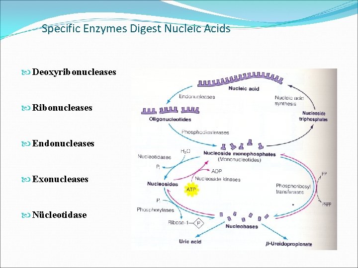 Specific Enzymes Digest Nucleic Acids Deoxyribonucleases Ribonucleases Endonucleases Exonucleases Nücleotidase 