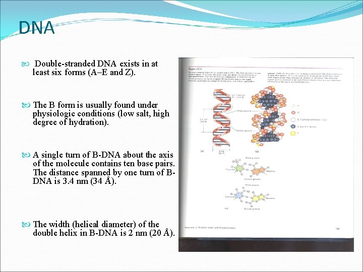 DNA Double-stranded DNA exists in at least six forms (A–E and Z). The B