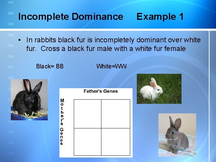 Incomplete Dominance Example 1 • In rabbits black fur is incompletely dominant over white