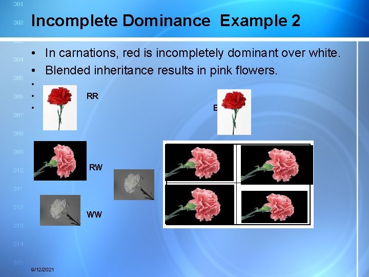 Incomplete Dominance Example 2 • In carnations, red is incompletely dominant over white. •