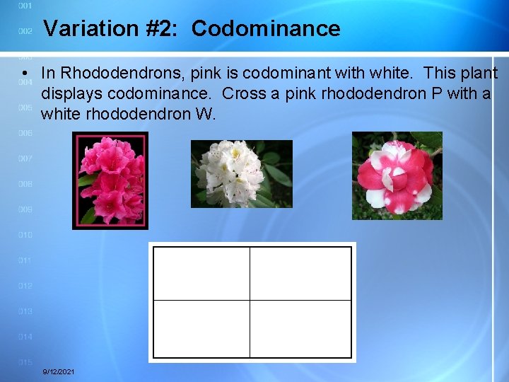 Variation #2: Codominance • In Rhododendrons, pink is codominant with white. This plant displays
