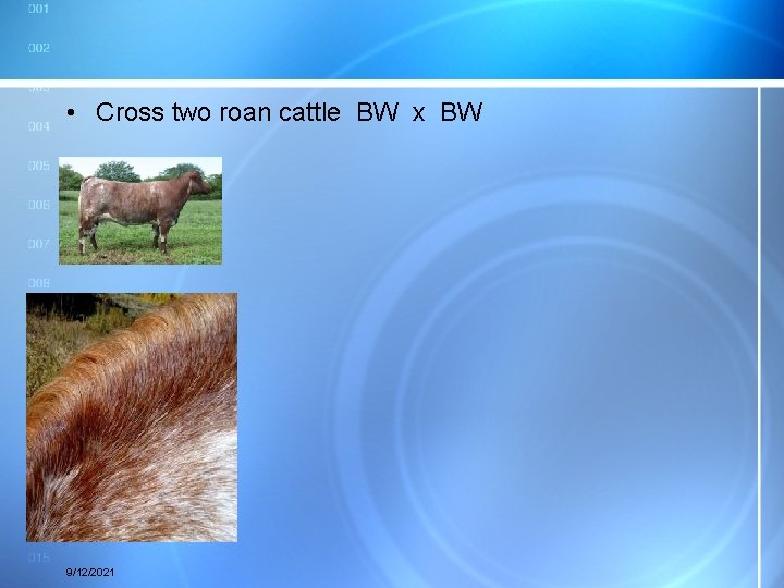  • Cross two roan cattle BW x BW 9/12/2021 