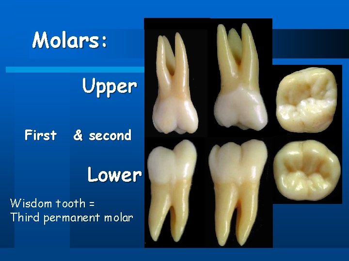 Molars: Upper First & second Lower Wisdom tooth = Third permanent molar 