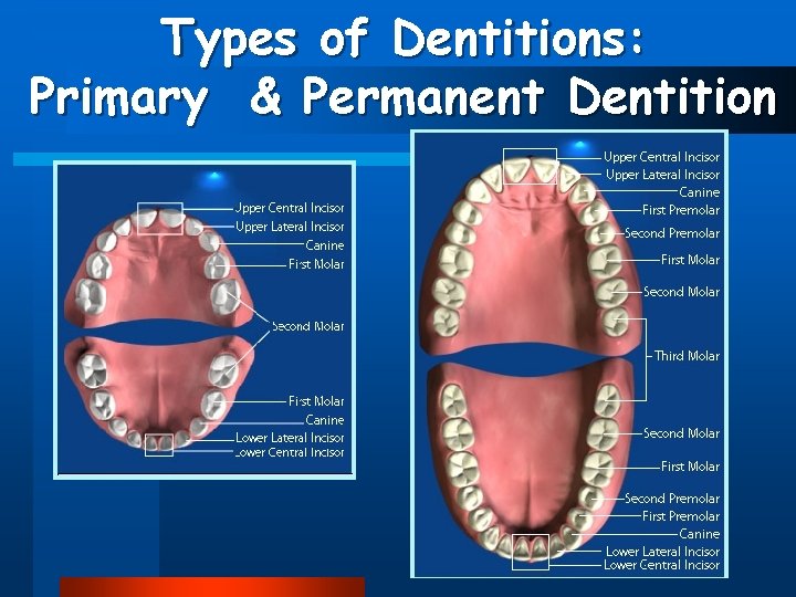 Types of Dentitions: Primary & Permanent Dentition 