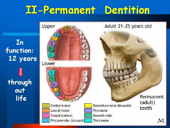 II-Permanent Dentition In function: 12 years through out life 
