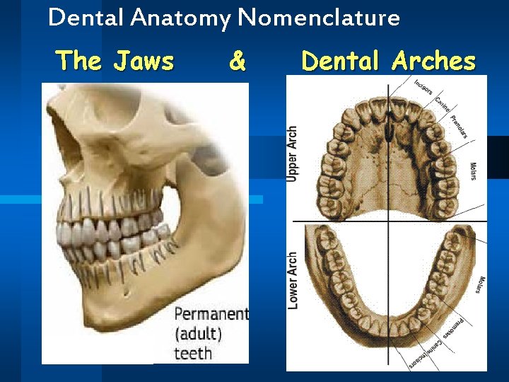 Dental Anatomy Nomenclature The Jaws & Dental Arches 