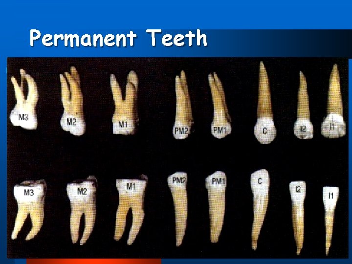 Permanent Teeth 