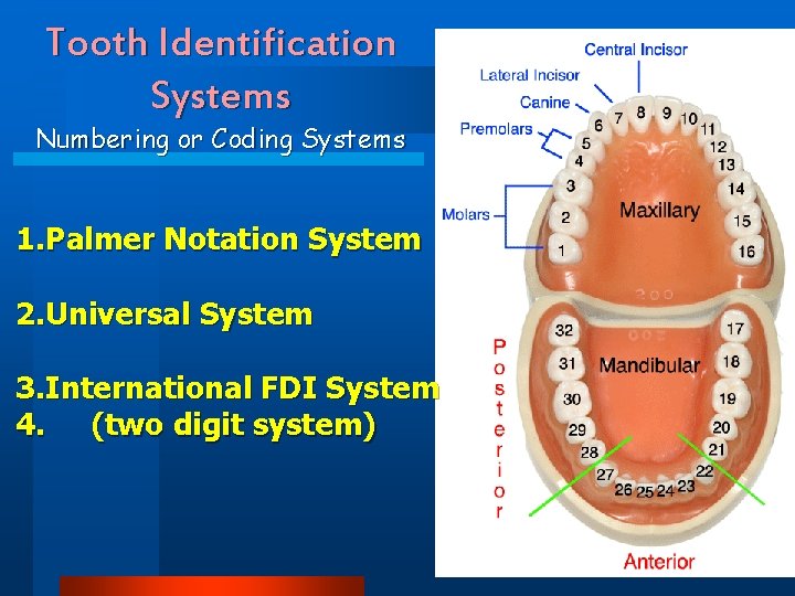 Tooth Identification Systems Numbering or Coding Systems 1. Palmer Notation System 2. Universal System