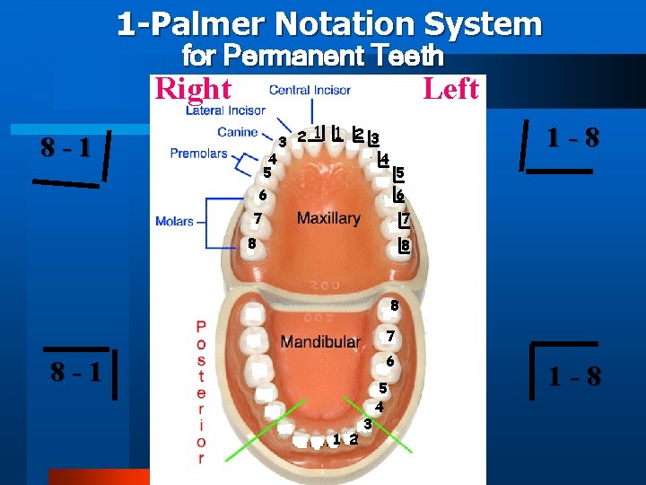 1 -Palmer Notation System for Permanent Teeth Right Left 8 -1 4 5 1