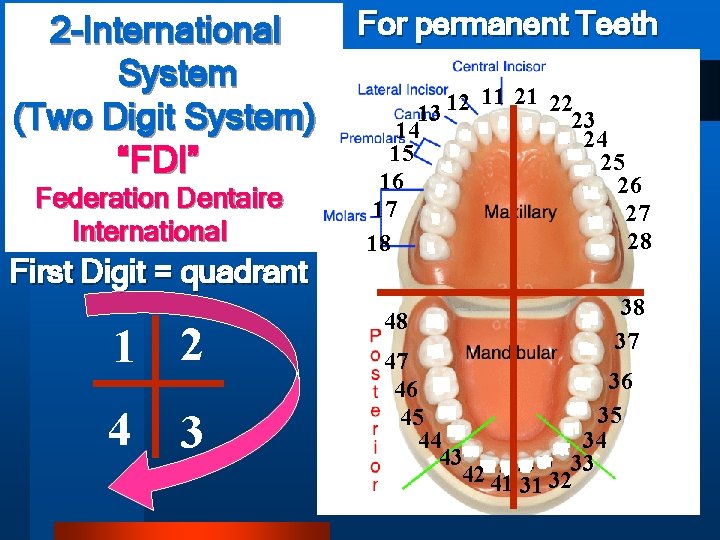 2 -International System (Two Digit System) “FDI” Federation Dentaire International First Digit = quadrant
