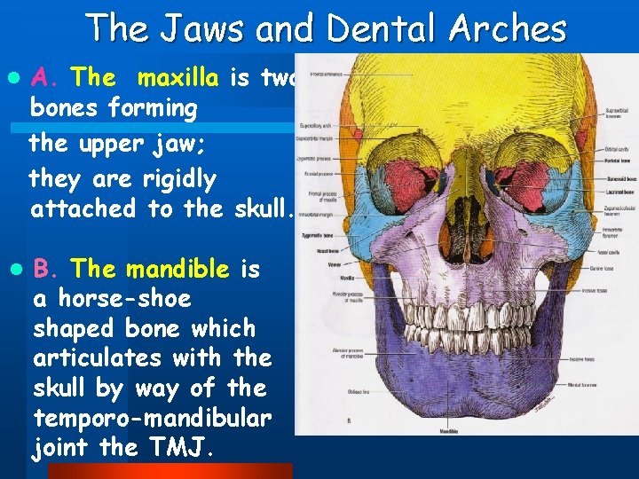 The Jaws and Dental Arches l A. The maxilla is two bones forming the