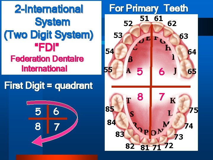 2 -International System (Two Digit System) “FDI” Federation Dentaire First. International Digit = quadrant