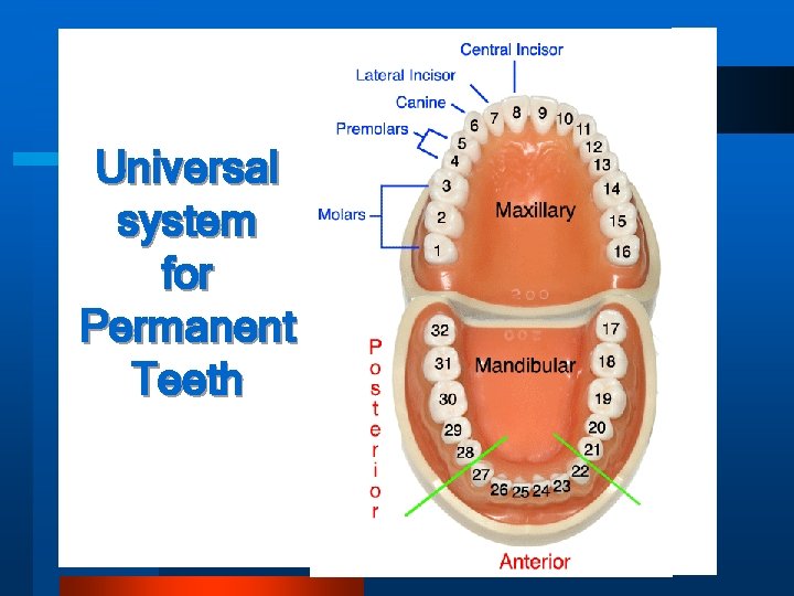 Universal system for Permanent Teeth 