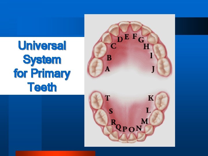Universal System for Primary Teeth 