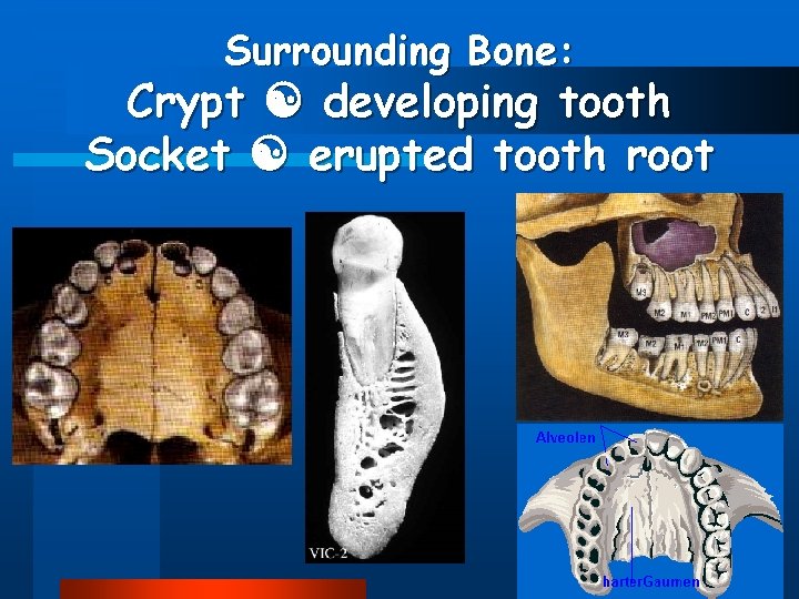 Surrounding Bone: Crypt developing tooth Socket erupted tooth root 