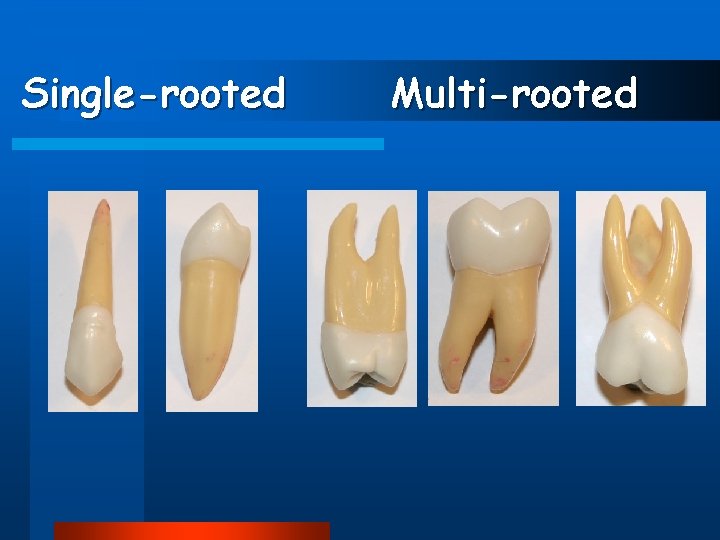 Single-rooted Multi-rooted 