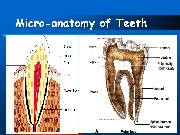 Micro-anatomy of Teeth 