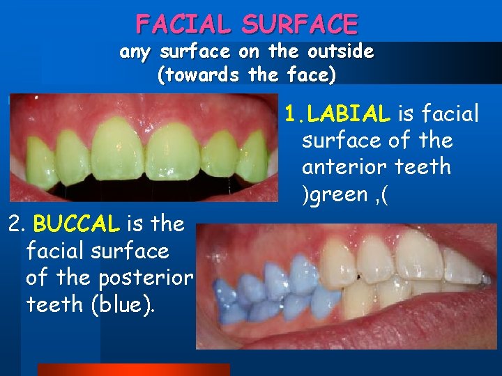 FACIAL SURFACE any surface on the outside (towards the face) 1. LABIAL is facial