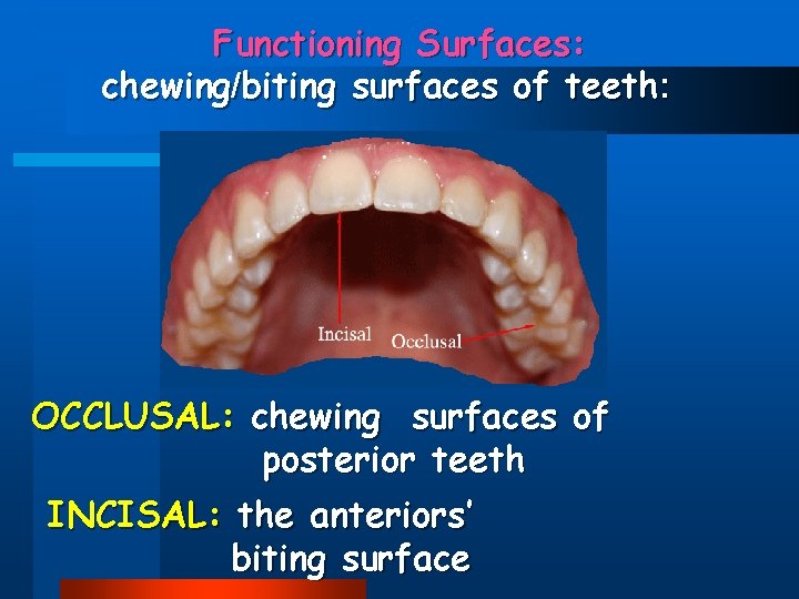 Functioning Surfaces: chewing/biting surfaces of teeth: OCCLUSAL: chewing surfaces of posterior teeth INCISAL: the