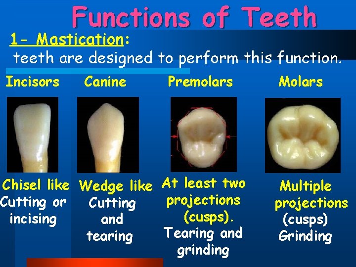 Functions of Teeth 1 - Mastication: teeth are designed to perform this function. Incisors