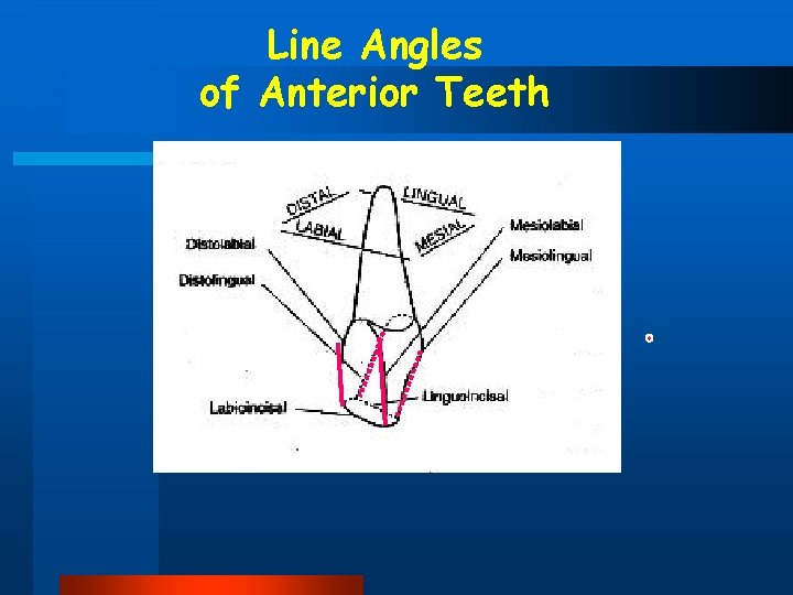 Line Angles of Anterior Teeth 