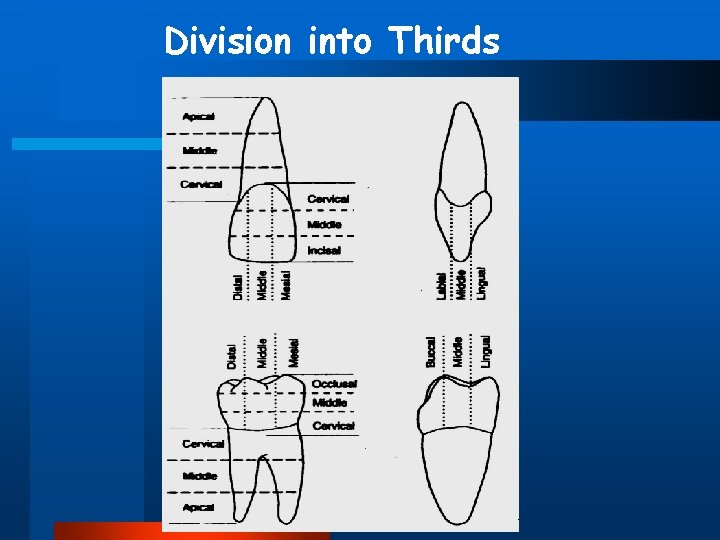 Division into Thirds 