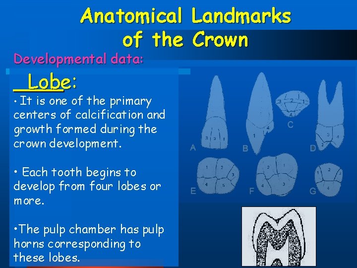 Anatomical Landmarks of the Crown Developmental data: Lobe: • It is one of the