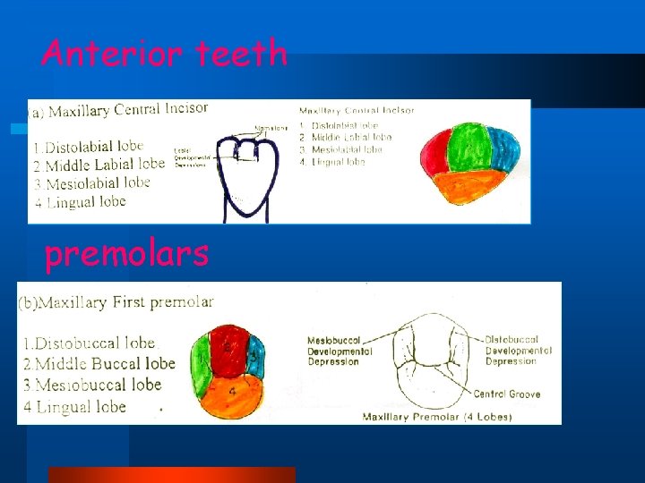 Anterior teeth premolars 