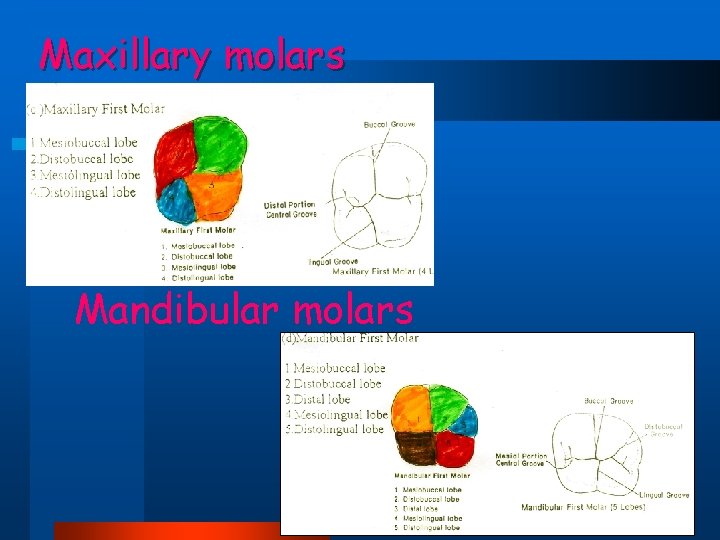 Maxillary molars Mandibular molars 