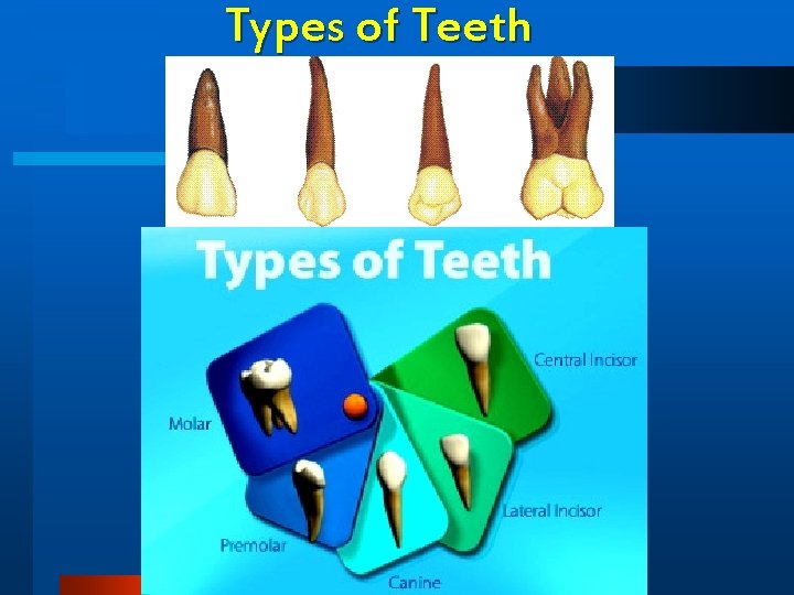 Types of Teeth 