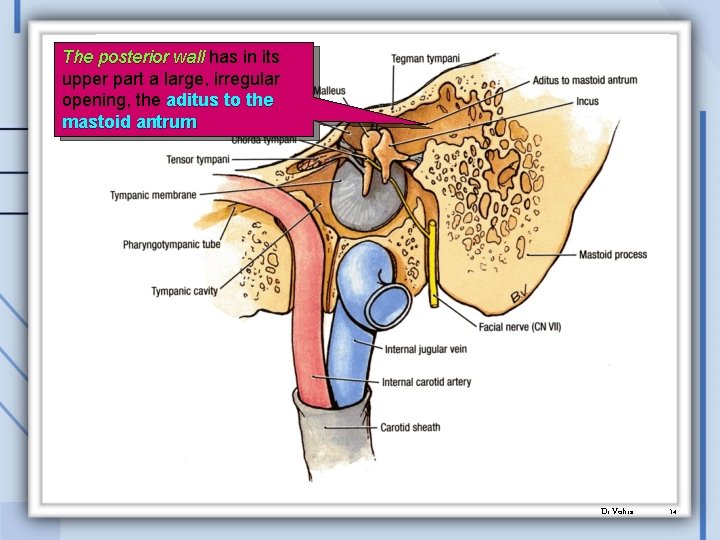 The posterior wall has in its upper part a large, irregular opening, the aditus