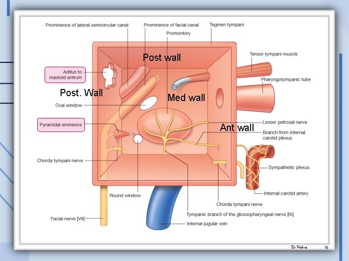 Post wall Post. Wall Med wall Ant wall Dr. Vohra 15 