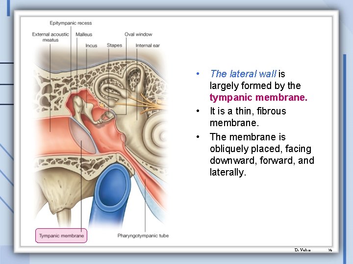  • • • The lateral wall is largely formed by the tympanic membrane.