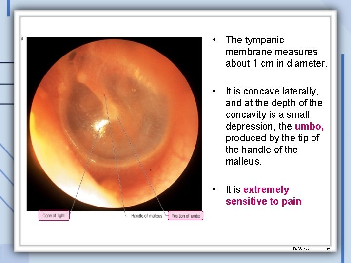  • The tympanic membrane measures about 1 cm in diameter. • It is