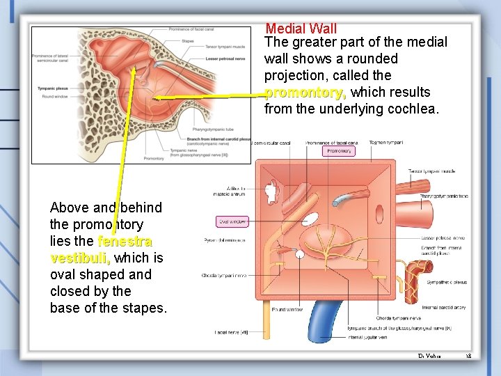 Medial Wall The greater part of the medial wall shows a rounded projection, called