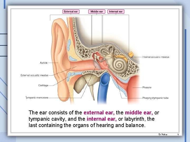 The ear consists of the external ear, the middle ear, or tympanic cavity, and