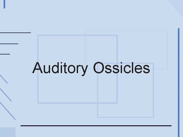 Auditory Ossicles 