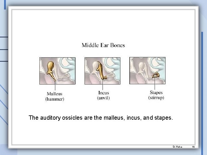 The auditory ossicles are the malleus, incus, and stapes. Dr. Vohra 22 