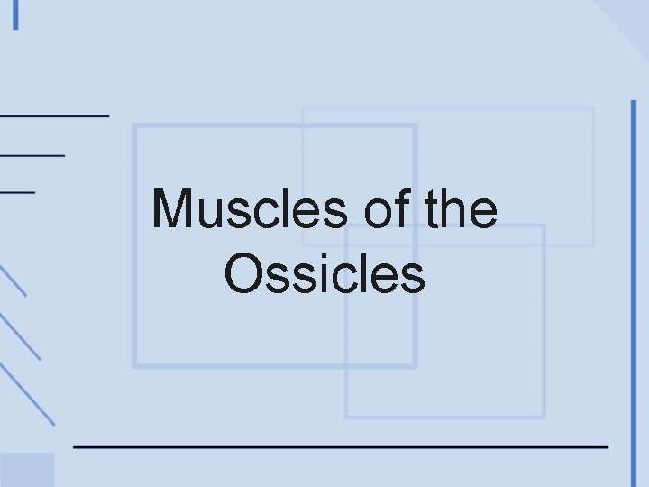 Muscles of the Ossicles 